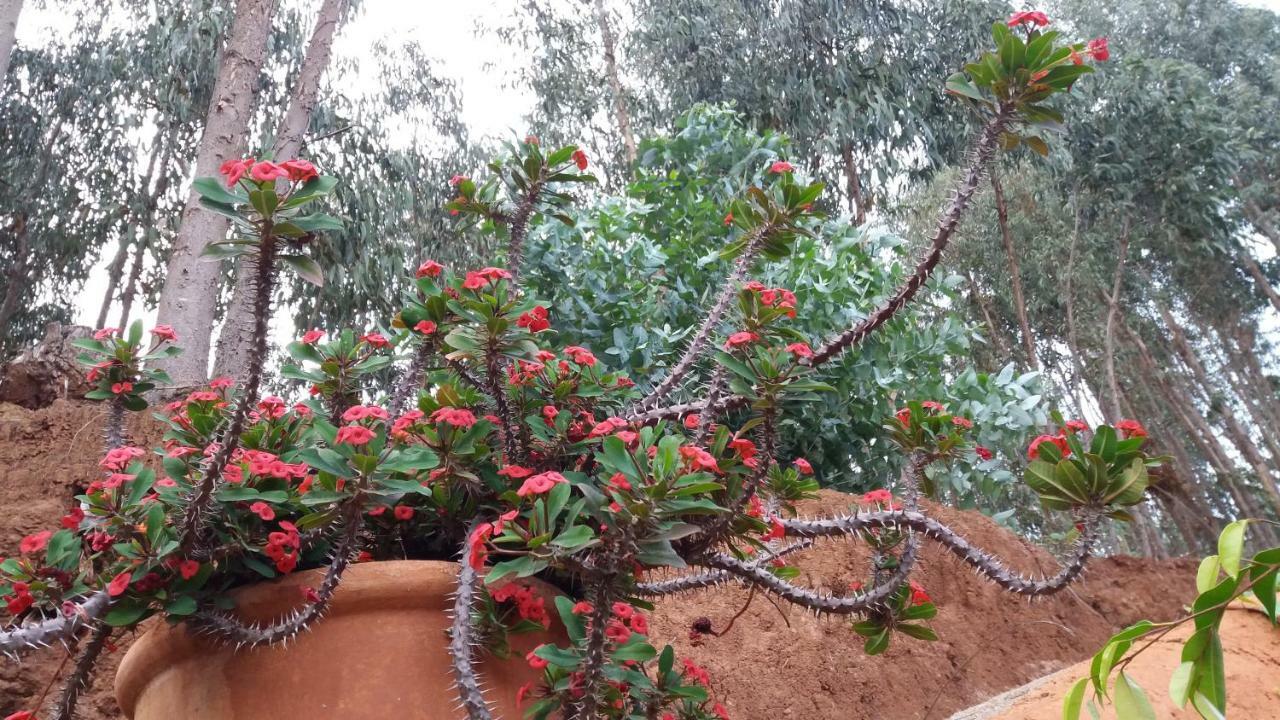 Barrancolaurel Villa Moya  Luaran gambar